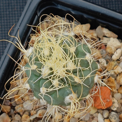 Turbinicarpus pseudomacrochele CARDONAL WHITE FLOWER