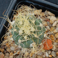 Turbinicarpus pseudomacrochele CARDONAL WHITE FLOWER