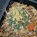 Turbinicarpus pseudomacrochele CARDONAL WHITE FLOWER