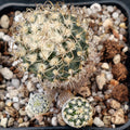 Turbinicarpus pseudomacrochele subsp. krainzianus v minimus