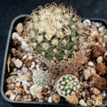 Turbinicarpus pseudomacrochele subsp. krainzianus v minimus