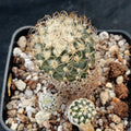 Turbinicarpus pseudomacrochele subsp. krainzianus v minimus