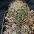 Turbinicarpus pseudomacrochele subsp. krainzianus v minimus