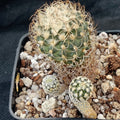 Turbinicarpus pseudomacrochele subsp. krainzianus v minimus