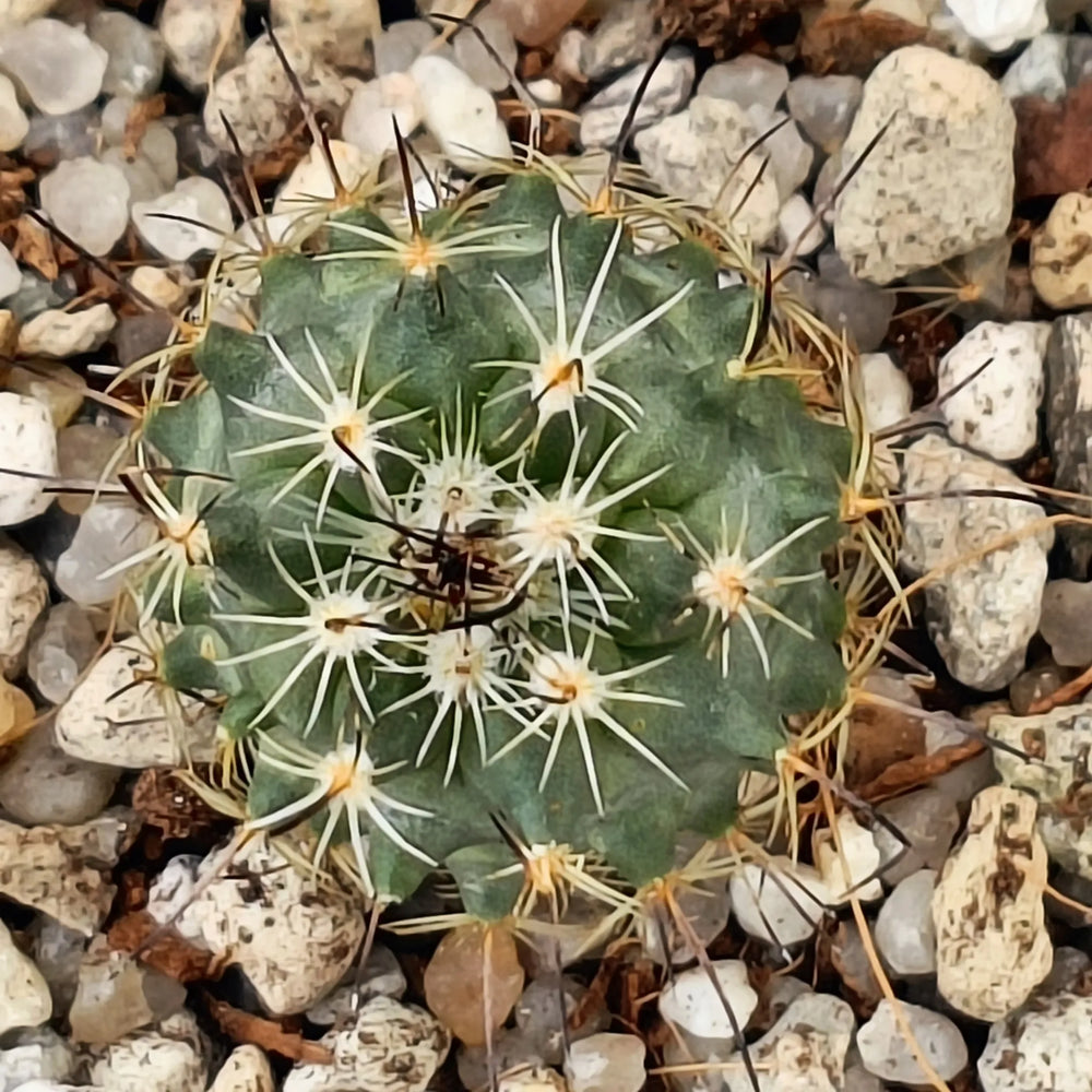 Turbinicarpus roseiflorus