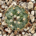 Turbinicarpus roseiflorus