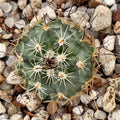 Turbinicarpus roseiflorus