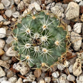 Turbinicarpus roseiflorus