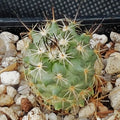 Turbinicarpus roseiflorus