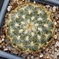 Turbinicarpus saueri subsp knuthianus