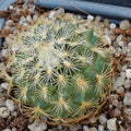 Turbinicarpus saueri subsp knuthianus