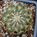 Turbinicarpus saueri subsp knuthianus