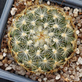 Turbinicarpus saueri subsp knuthianus