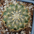 Turbinicarpus saueri subsp knuthianus