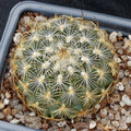 Turbinicarpus saueri subsp knuthianus