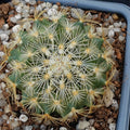 Turbinicarpus saueri subsp knuthianus