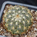Turbinicarpus saueri subsp knuthianus