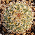 Turbinicarpus saueri subsp ysabelae PP835 Tamaulipas, Tula