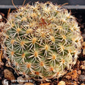 Turbinicarpus saueri subsp ysabelae PP835 Tamaulipas, Tula