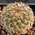 Turbinicarpus saueri subsp ysabelae PP835 Tamaulipas, Tula