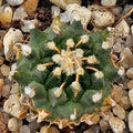 Turbinicarpus schmiedickeanus ssp.panarottoi (andersonii) MZ620 PRESA DE GUADALUPE SLP