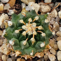 Turbinicarpus schmiedickeanus ssp.panarottoi (andersonii) MZ620 PRESA DE GUADALUPE SLP