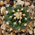 Turbinicarpus schmiedickeanus ssp.panarottoi (andersonii) MZ620 PRESA DE GUADALUPE SLP