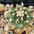 Turbinicarpus schmiedickeanus ssp.panarottoi (andersonii) MZ620 PRESA DE GUADALUPE SLP