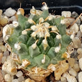 Turbinicarpus schmiedickeanus ssp.panarottoi (andersonii) MZ620 PRESA DE GUADALUPE SLP