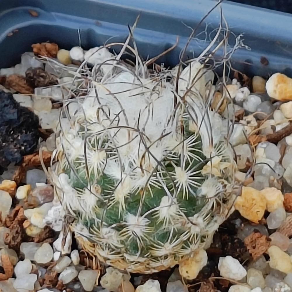 Turbinicarpus schmiedickeanus ssp dickinsoniae RS 321A