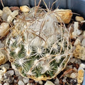 Turbinicarpus schmiedickeanus ssp dickinsoniae RS 321A