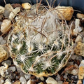 Turbinicarpus schmiedickeanus ssp dickinsoniae RS 321A