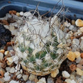Turbinicarpus schmiedickeanus ssp dickinsoniae RS 321A