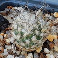 Turbinicarpus schmiedickeanus ssp dickinsoniae RS 321A