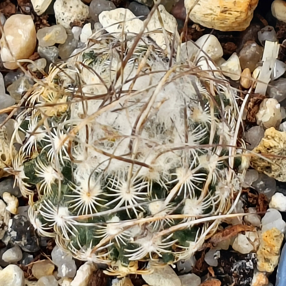 Turbinicarpus schmiedickeanus ssp dickinsoniae RS 321A