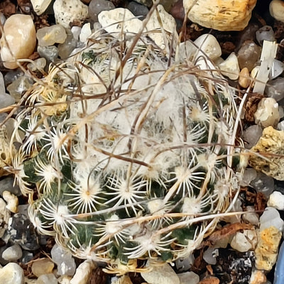 Turbinicarpus schmiedickeanus ssp dickinsoniae RS 321A