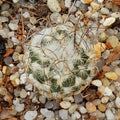 Turbinicarpus schmiedickeanus ssp dickinsoniae RS 321A
