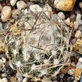 Turbinicarpus schmiedickeanus ssp dickinsoniae RS 321A