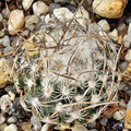 Turbinicarpus schmiedickeanus ssp dickinsoniae RS 321A