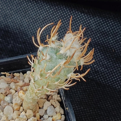 Turbinicarpus schmiedickeanus ssp. flaviflorus
