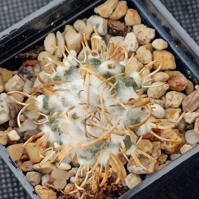 Turbinicarpus schmiedickeanus ssp.flaviflorus