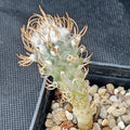 Turbinicarpus schmiedickeanus ssp.flaviflorus
