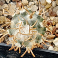 Turbinicarpus schmiedickeanus ssp. flaviflorus
