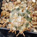 Turbinicarpus schmiedickeanus ssp. flaviflorus