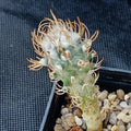 Turbinicarpus schmiedickeanus ssp.flaviflorus