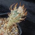 Turbinicarpus schmiedickeanus ssp. flaviflorus