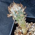 Turbinicarpus schmiedickeanus ssp.flaviflorus