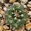 Turbinicarpus schmiedickeanus ssp panarottoi.(andersonii) MZ620 PRESA DE GUADALUPE SLP