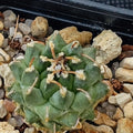 Turbinicarpus schmiedickeanus ssp panarottoi.(andersonii) MZ620 PRESA DE GUADALUPE SLP
