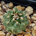 Turbinicarpus schmiedickeanus ssp panarottoi.(andersonii) MZ620 PRESA DE GUADALUPE SLP